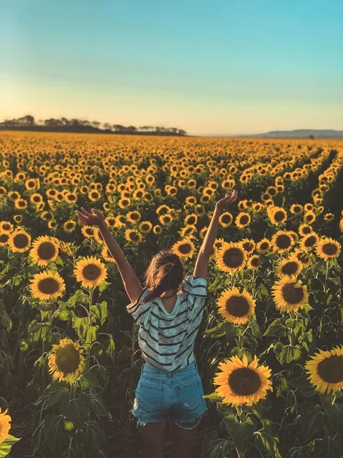 kalbar sunflowers 2027.webp