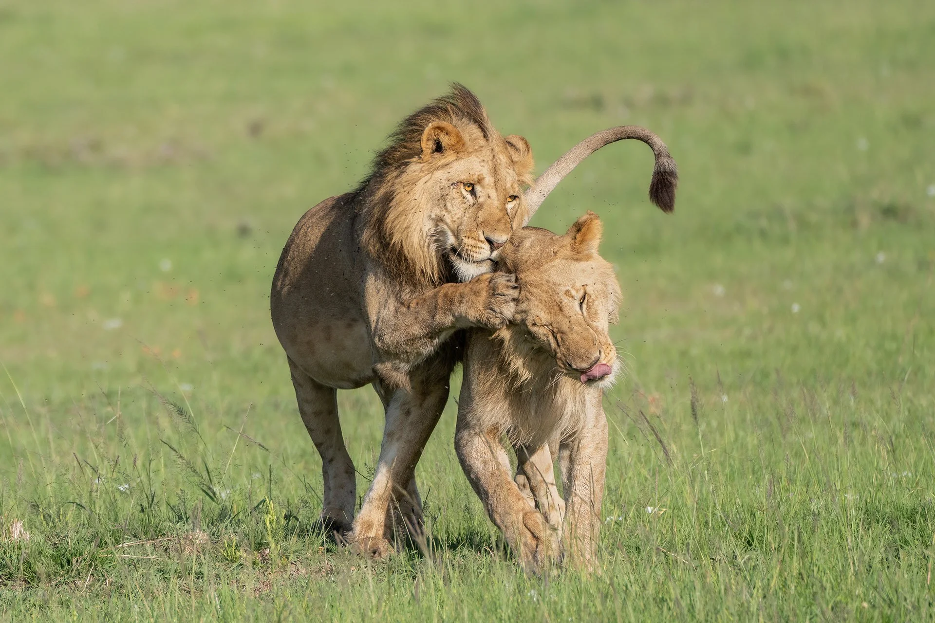  Brotherly Love Masai Mara 2024