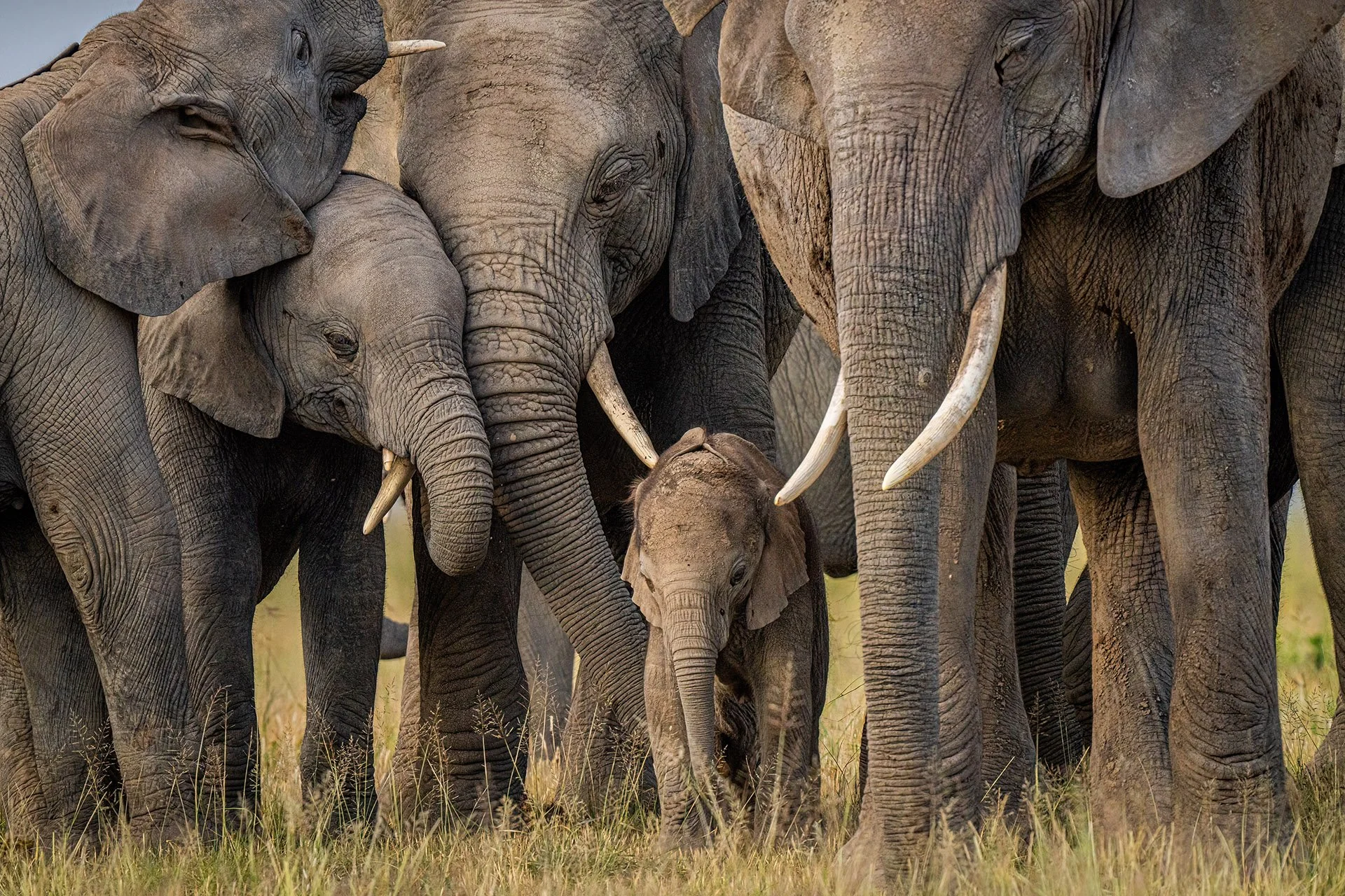  Guardians Amboseli National Park 2024