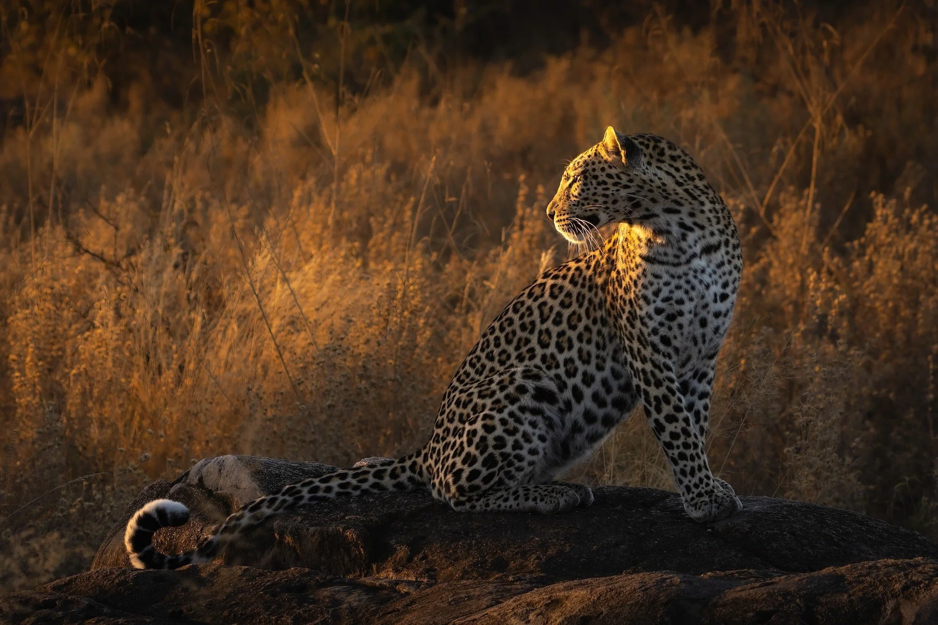 BOTSWANA: Desert & Delta