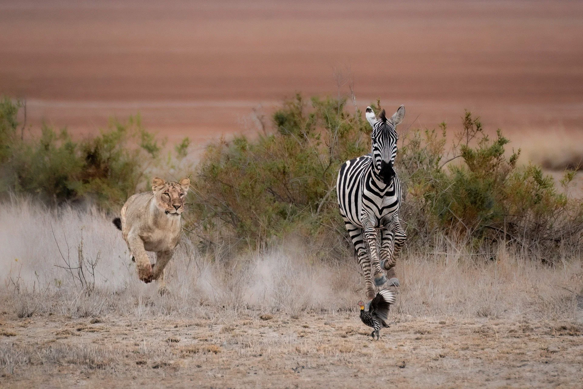 KENYA: Amboseli, Naivasha &amp; Masai Mara