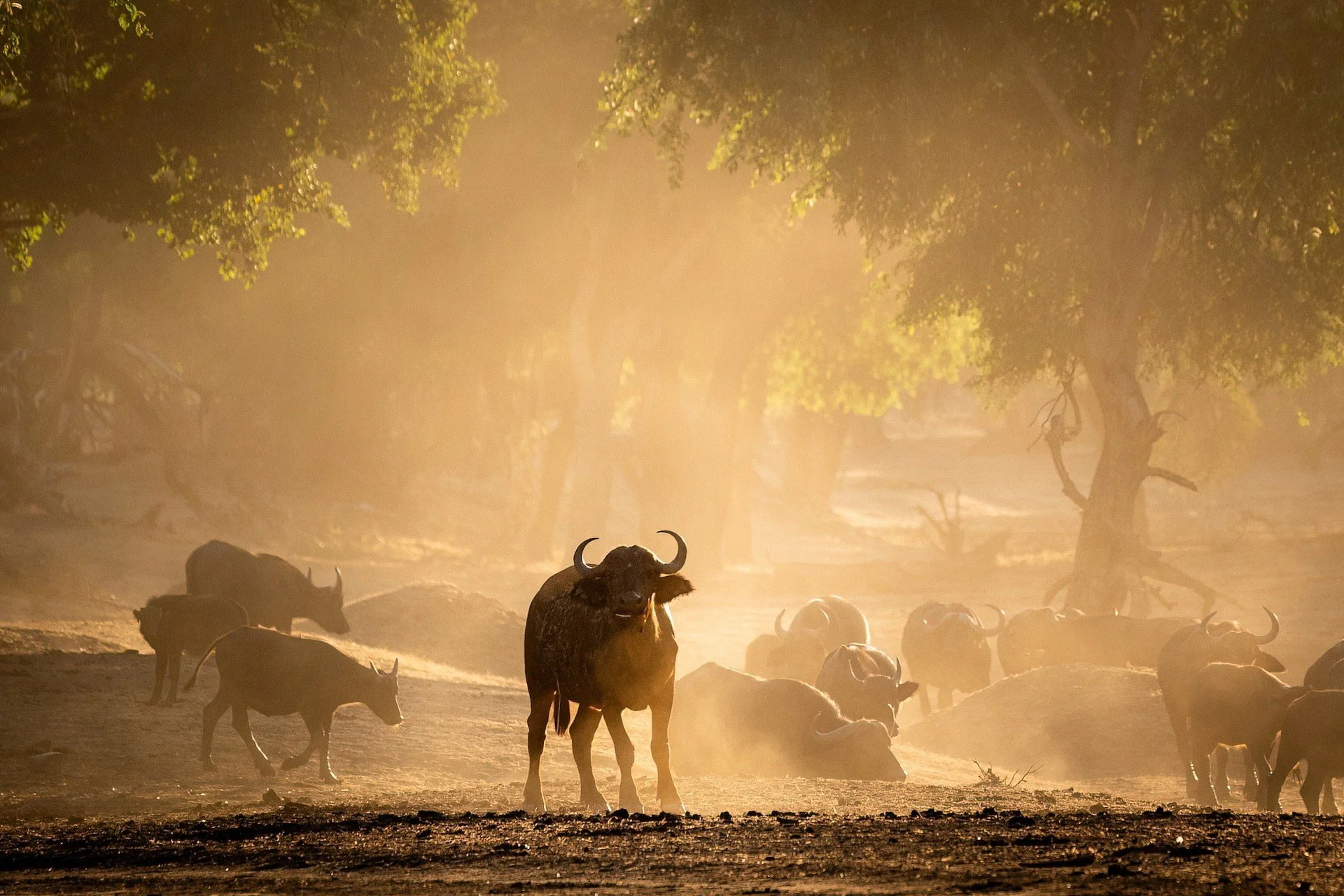 ZIMBABWE: Mana Pools