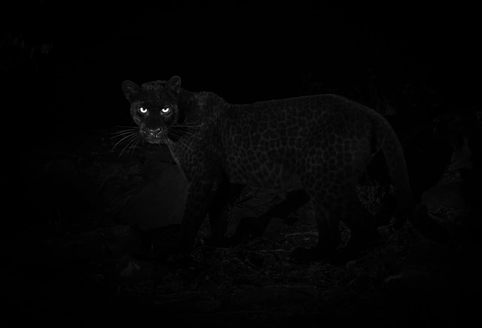 KENYA: Black Leopard Trip