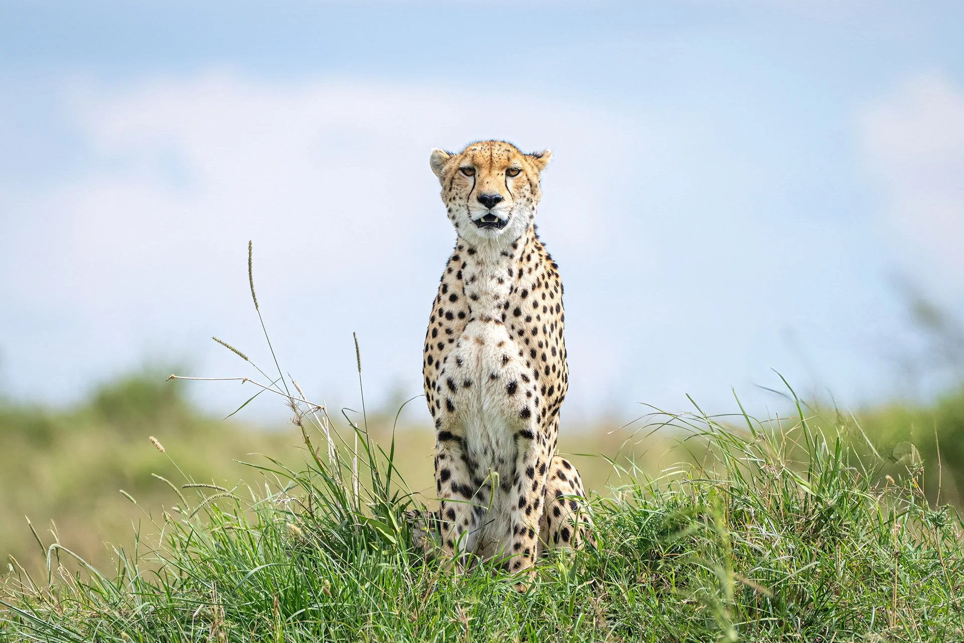 KENYA: Amboseli, Naivasha & Masai Mara