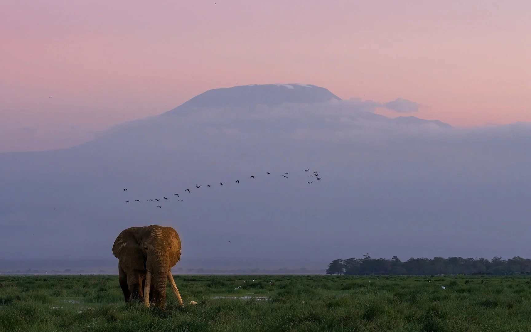 KENYA: Amboseli, Naivasha &amp; Masai Mara