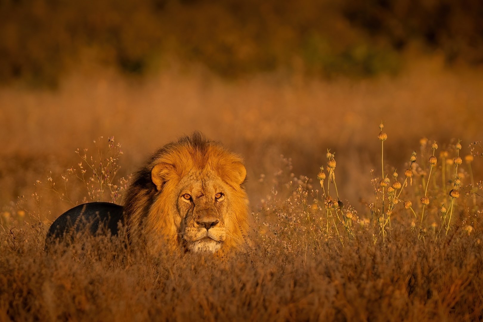 BOTSWANA: Desert &amp; Delta