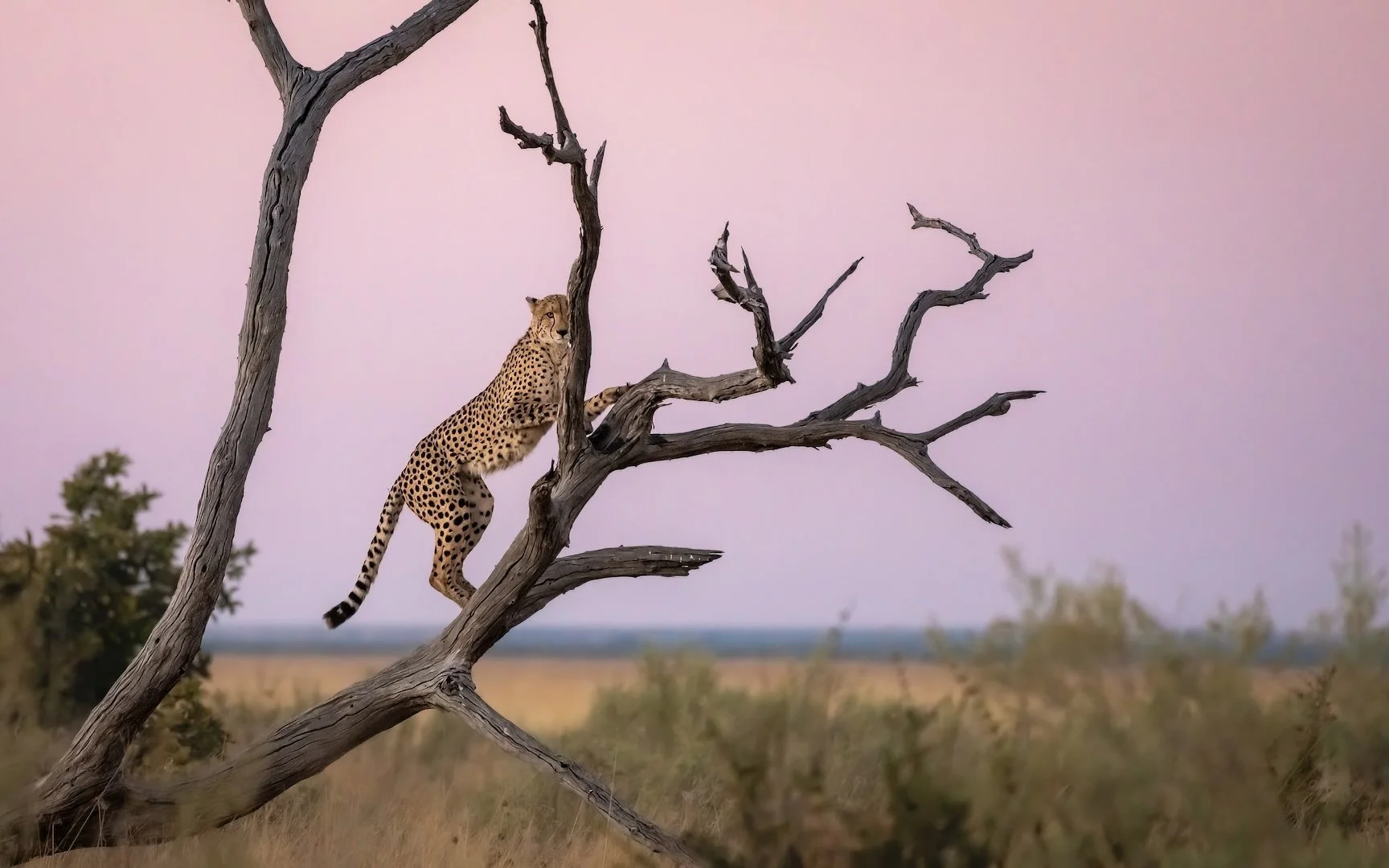 BOTSWANA: Desert &amp; Delta