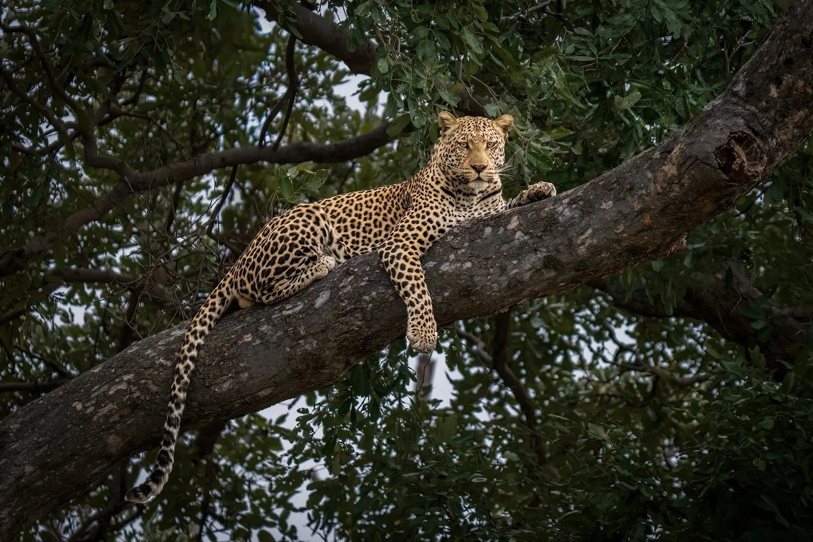 ZAMBIA: Remote, pristine wilderness