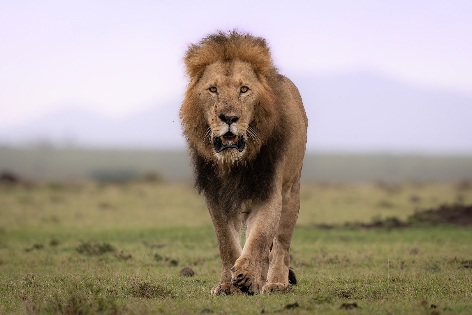 KENYA: Amboseli, Naivasha &amp; Masai Mara