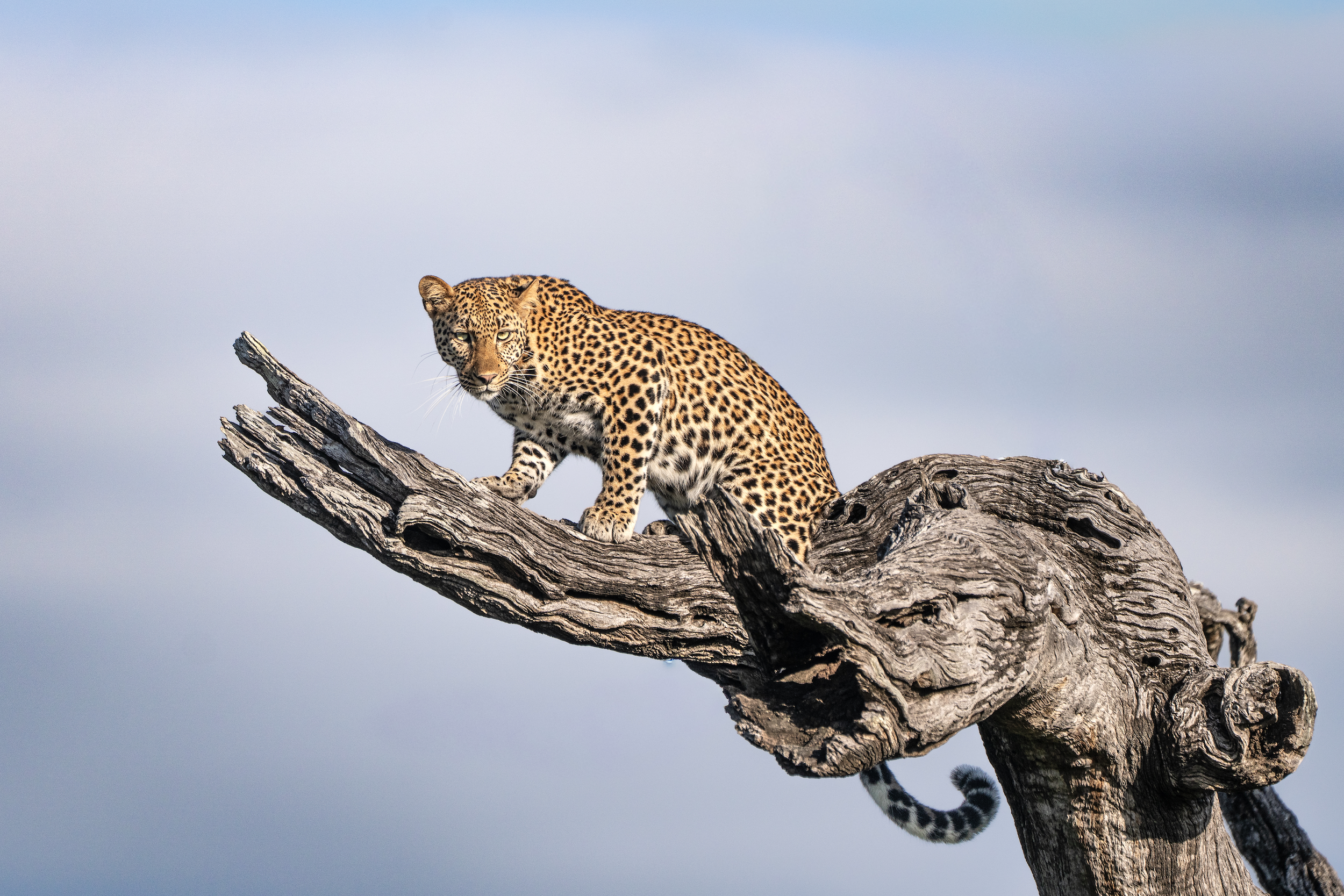 ZAMBIA: Remote, pristine wilderness