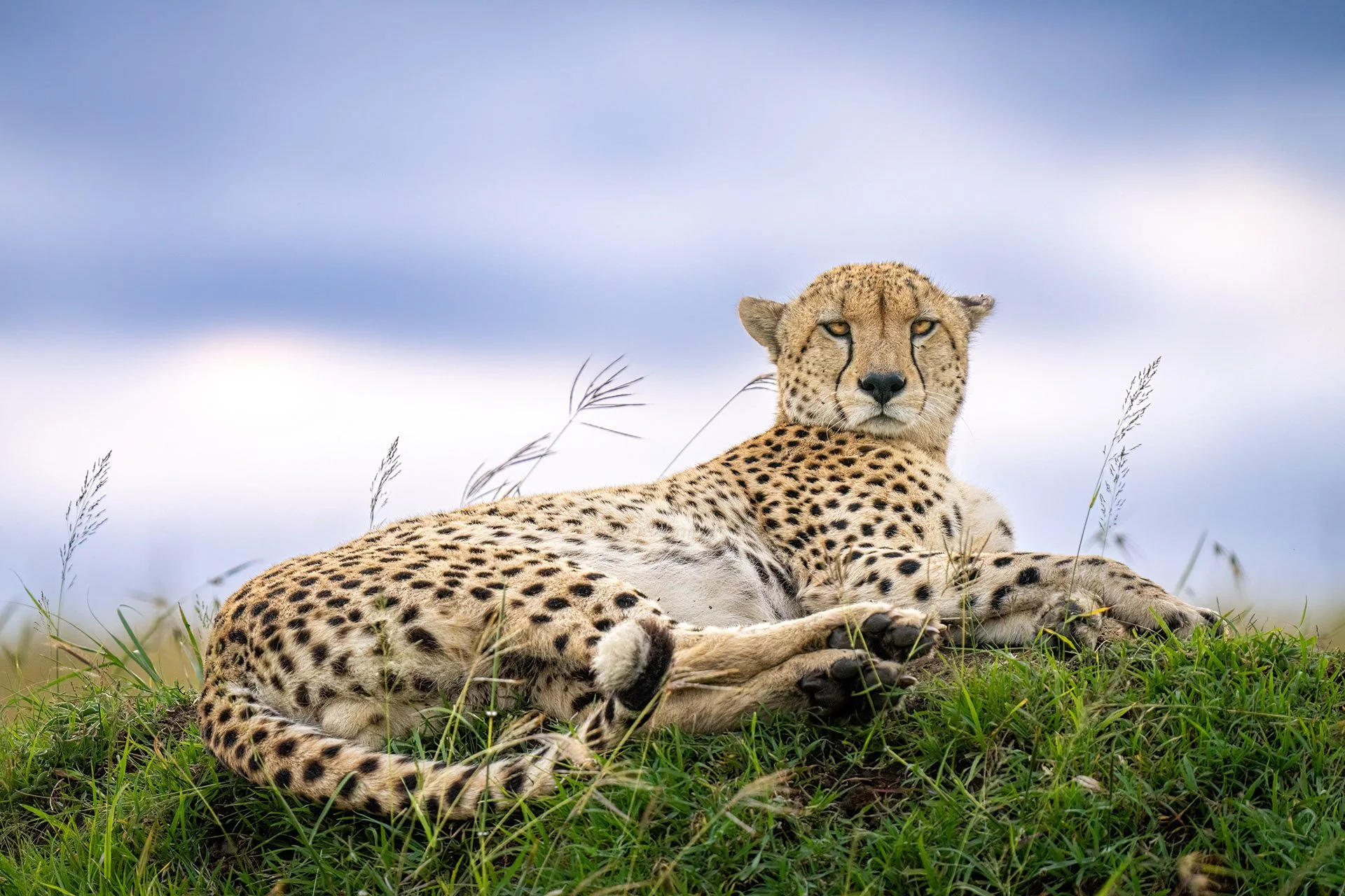  Milele Masai Mara 2024