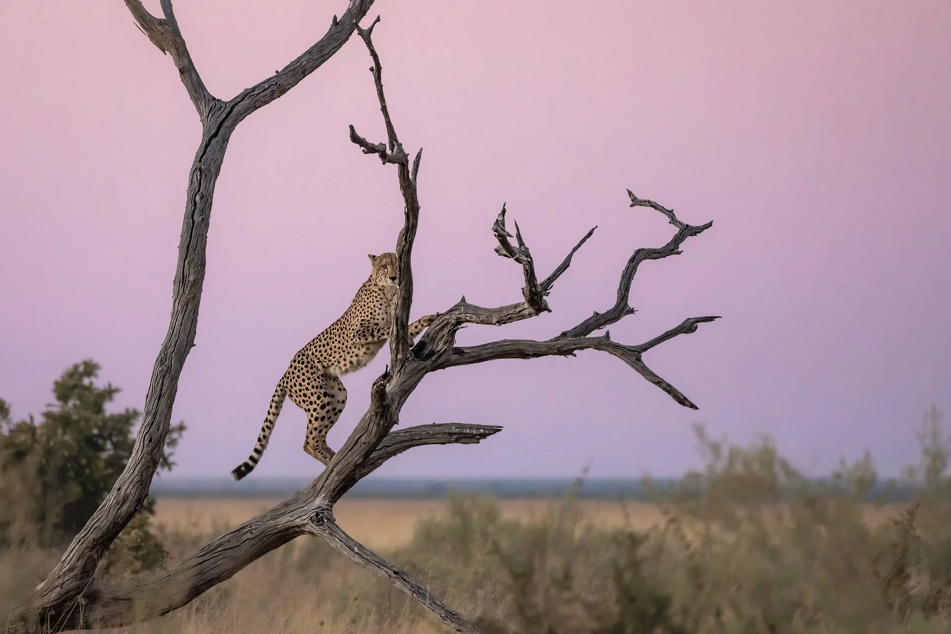 desert_delta_120625_cheetah_in_tree.jpg