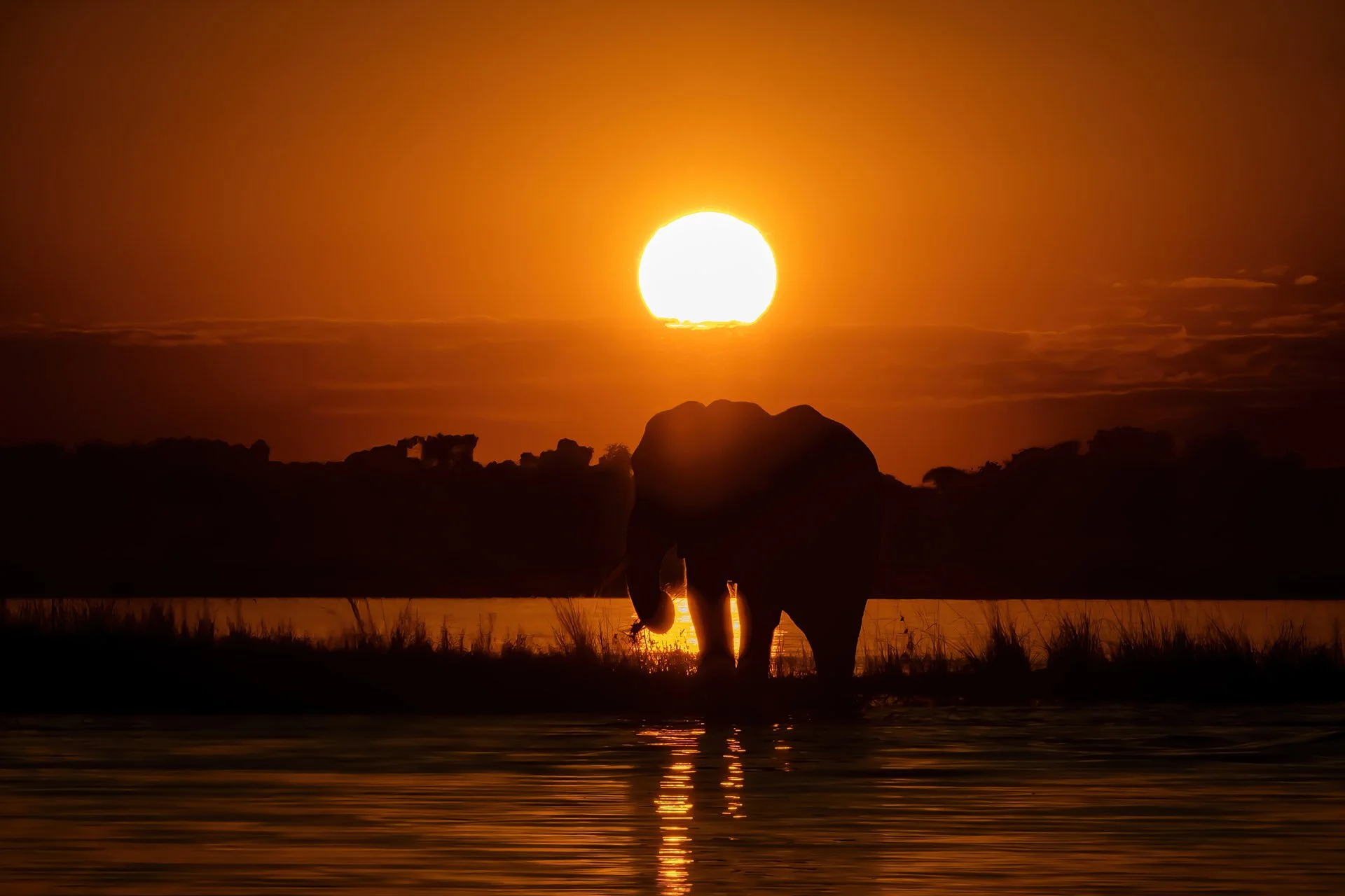 desert_delta_120625_elephant_sunset.jpg