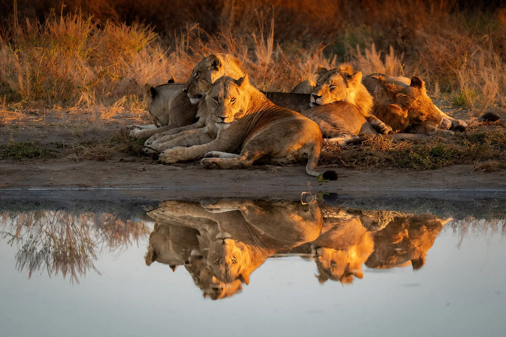  The Pride Savuti 2025