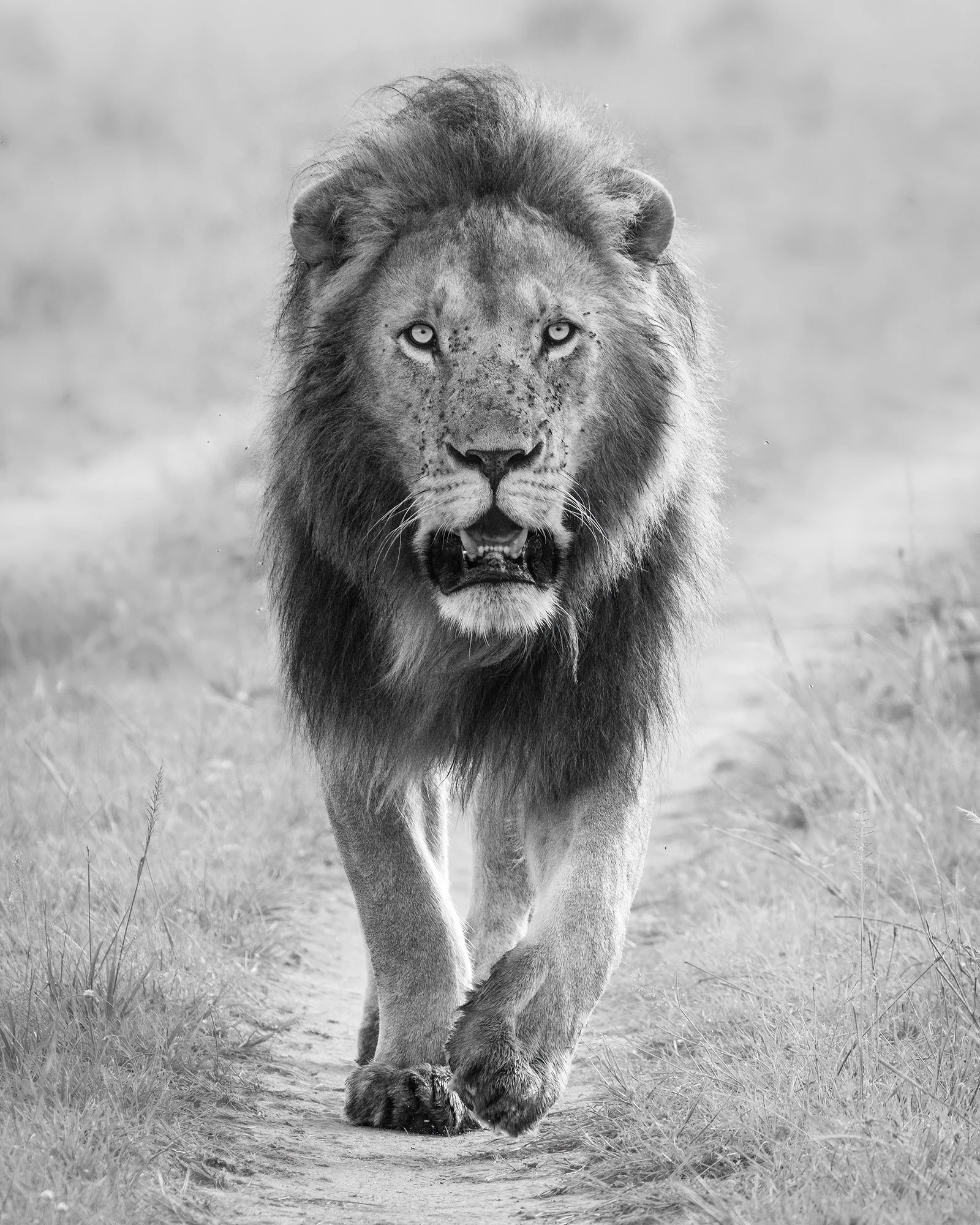  Orkirikoi Masai Mara 2024