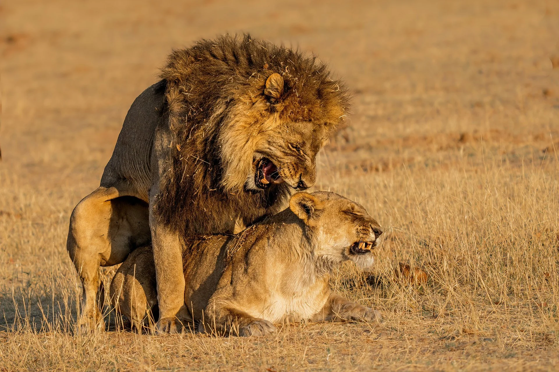  The Look of Love Savuti 2024