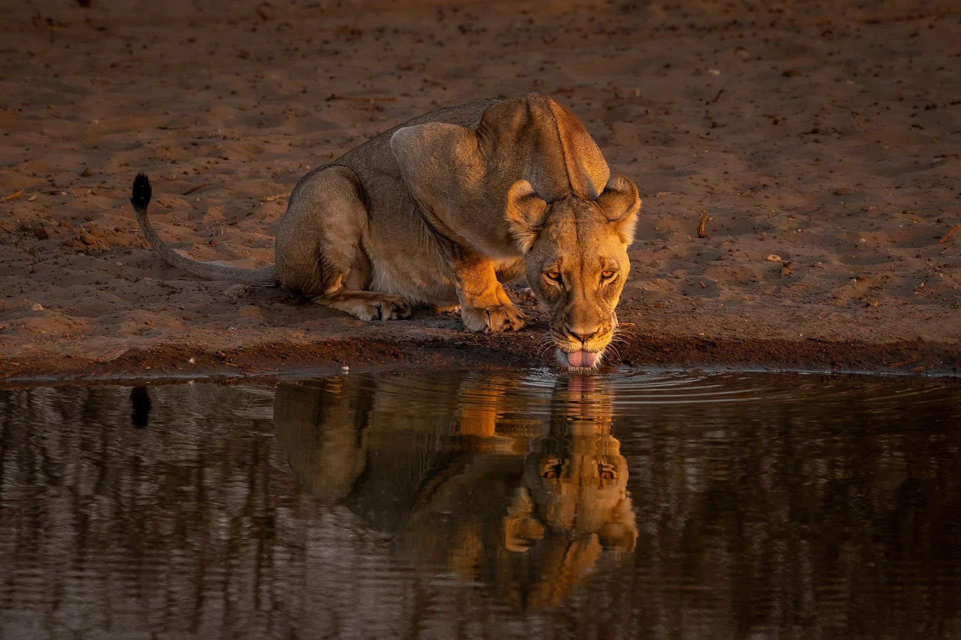  Kalahari Sundowner Northern Kalahari 2024