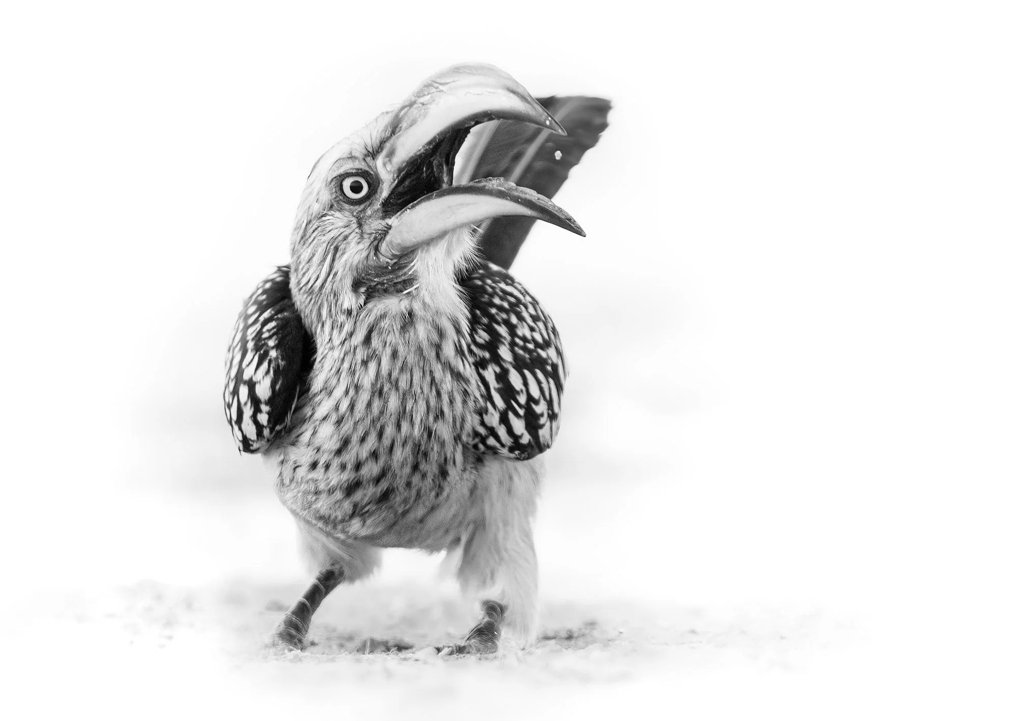  Hornbill Savuti 2024