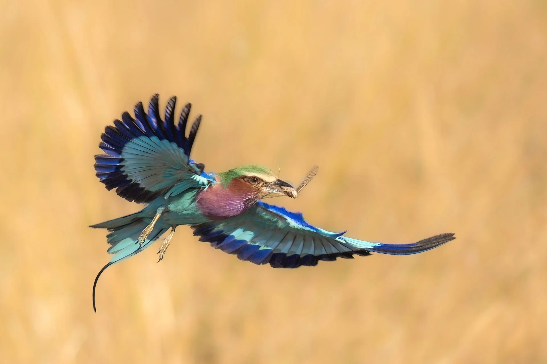  Lilac Breasted Roller 2 Savuti 2025