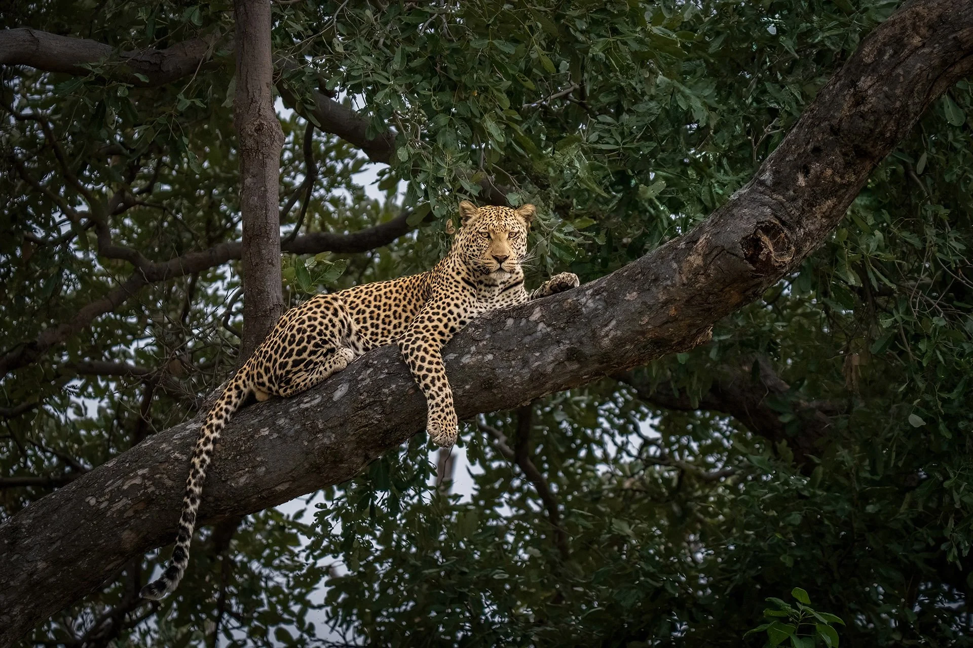  In Repose Okavango Delta 2025
