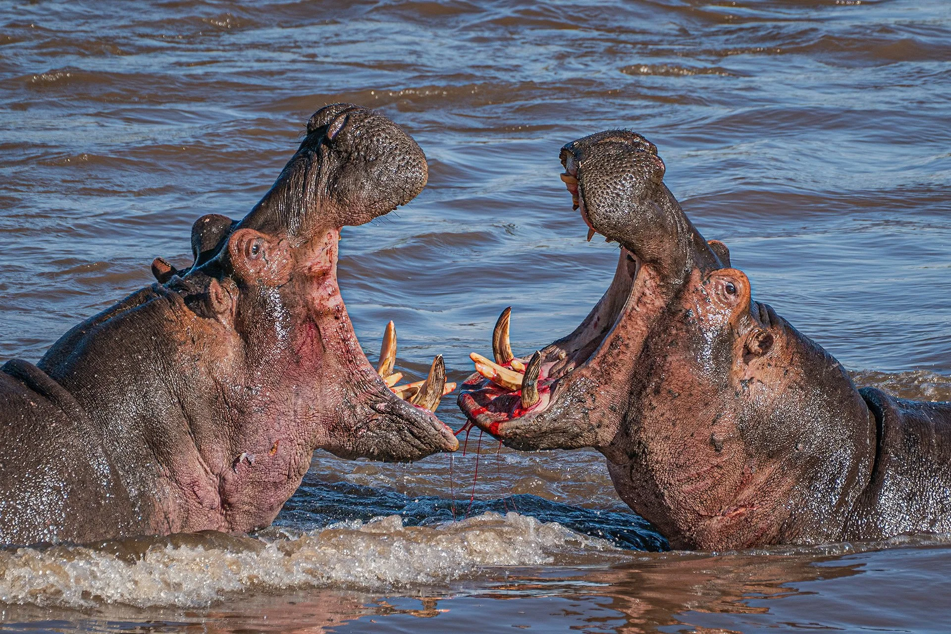  Heavyweight Bout Masai Mara 2022