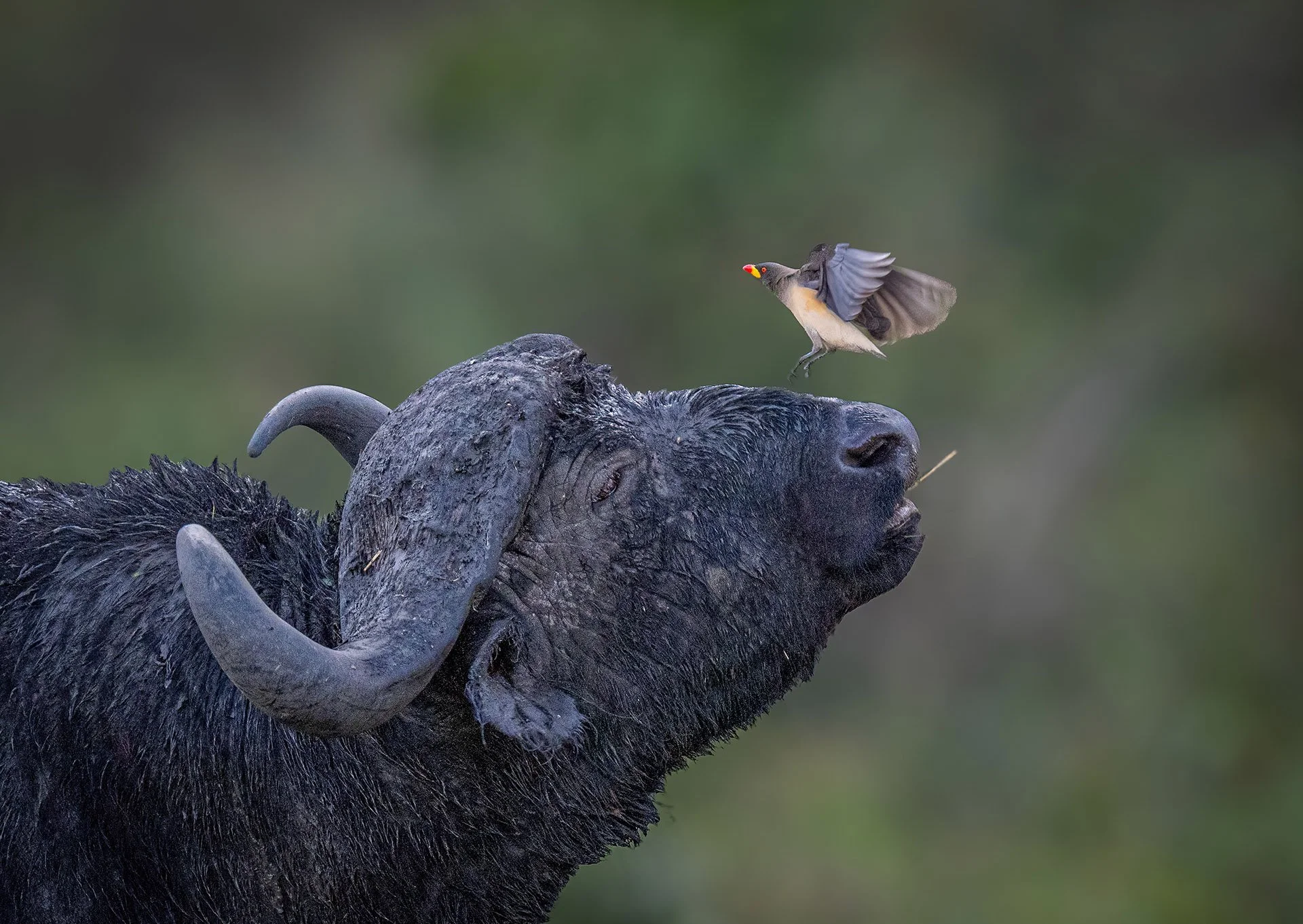  Shake it Off Masai Mara 2024