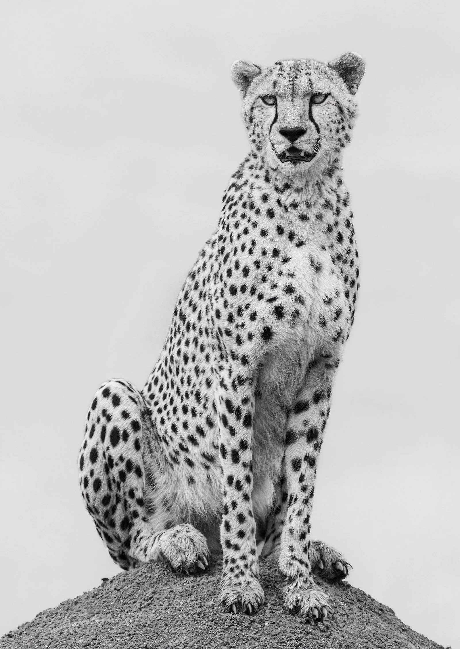  On the Lookout Masai Mara 2024
