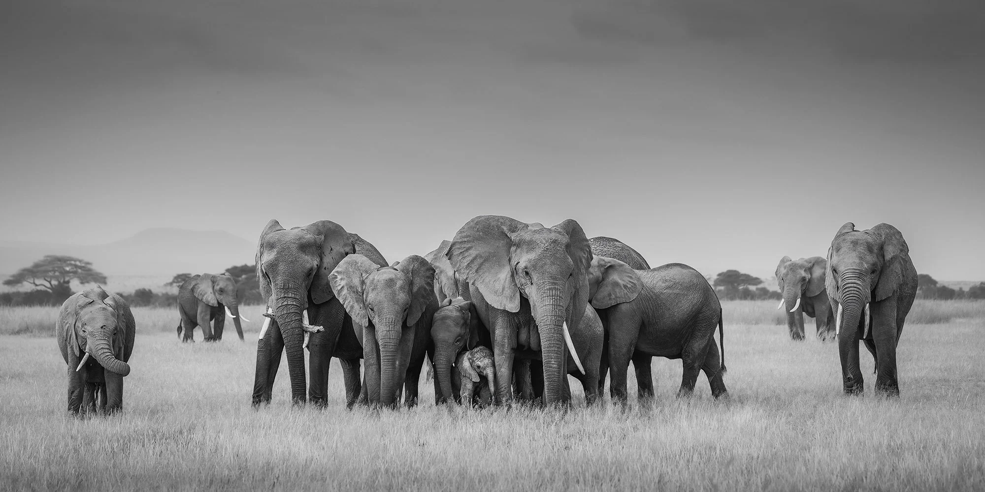  Protecting the Newborn Amboseli National Park 2024