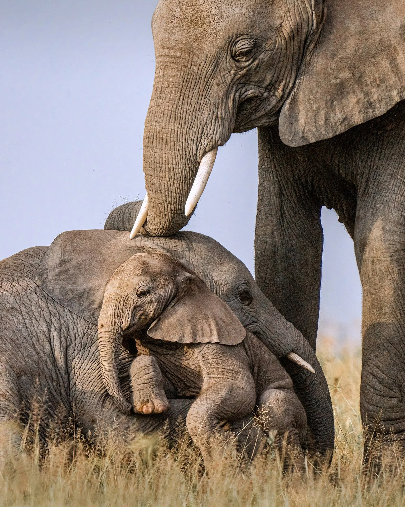  Family Amboseli National Park 2024