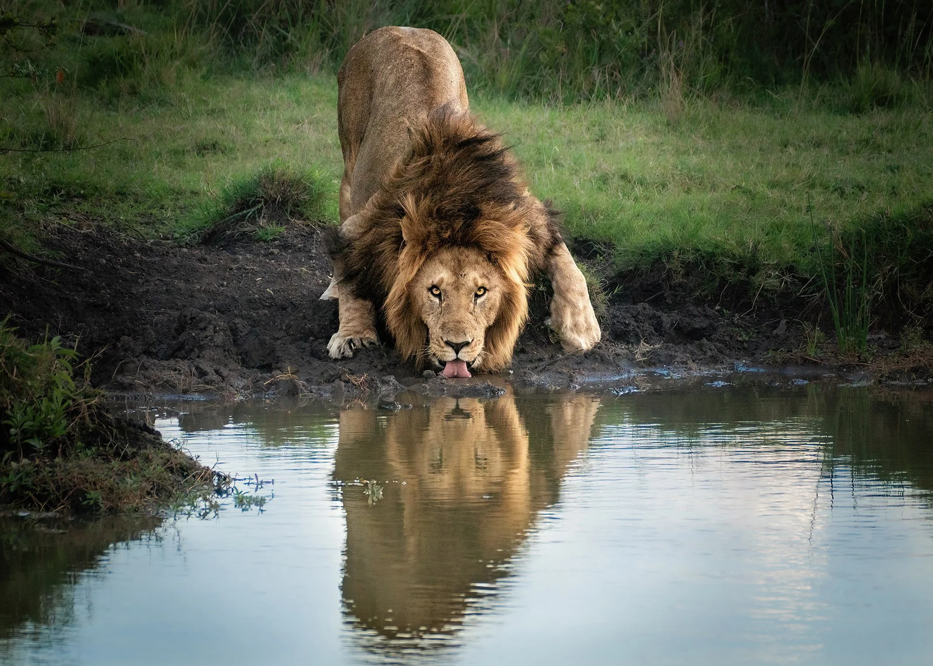  Locked Eyes Masai Mara 2022
