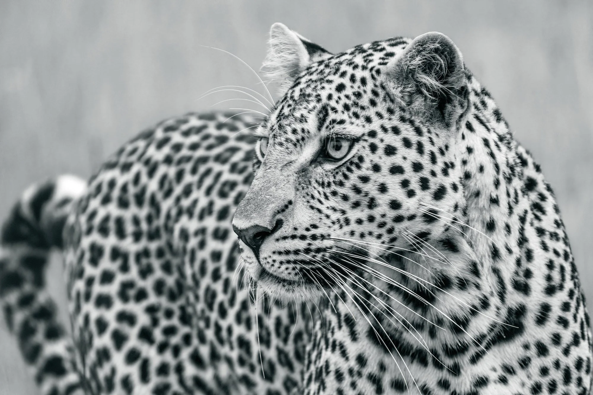  Olopono Masai Mara 2024