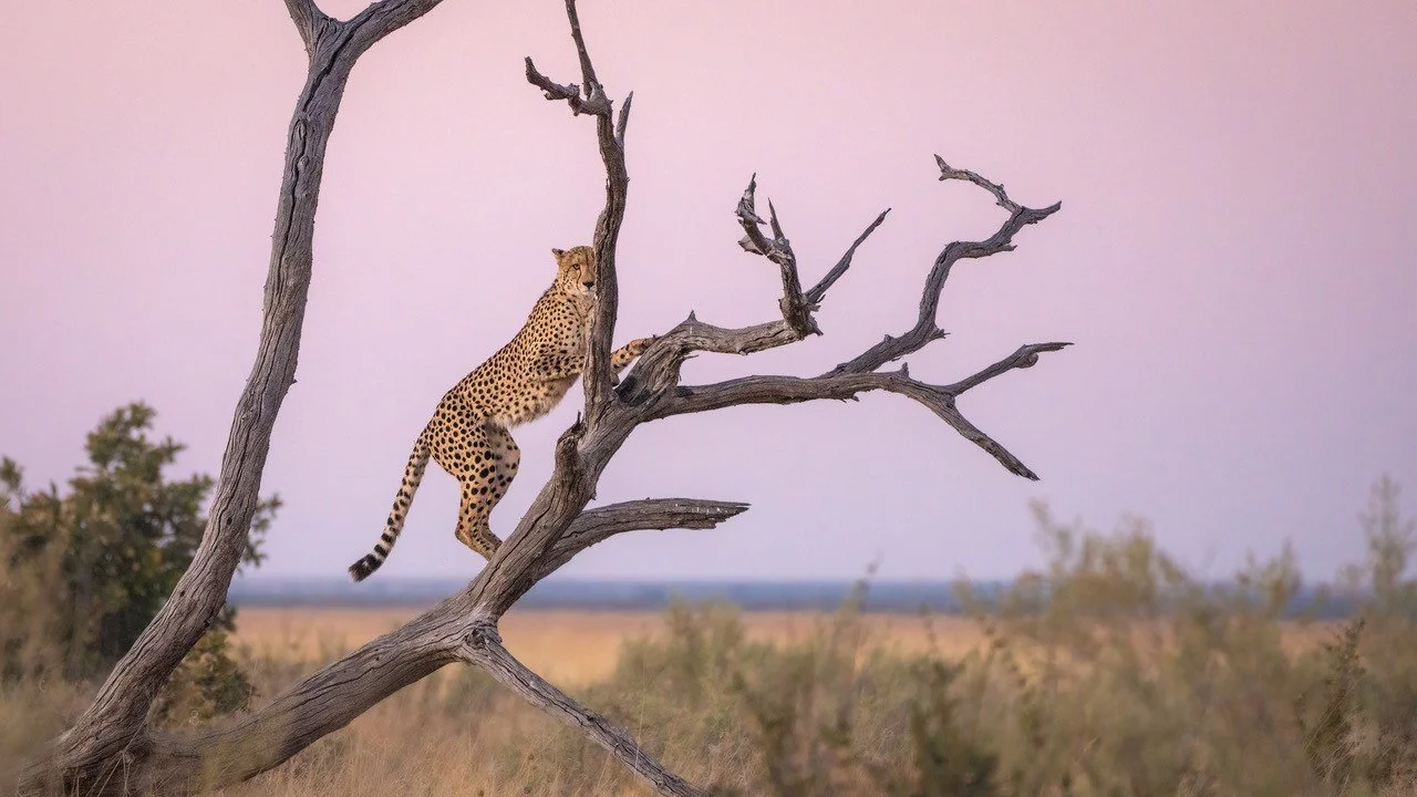  Savuti Sunrise Savuti 2025