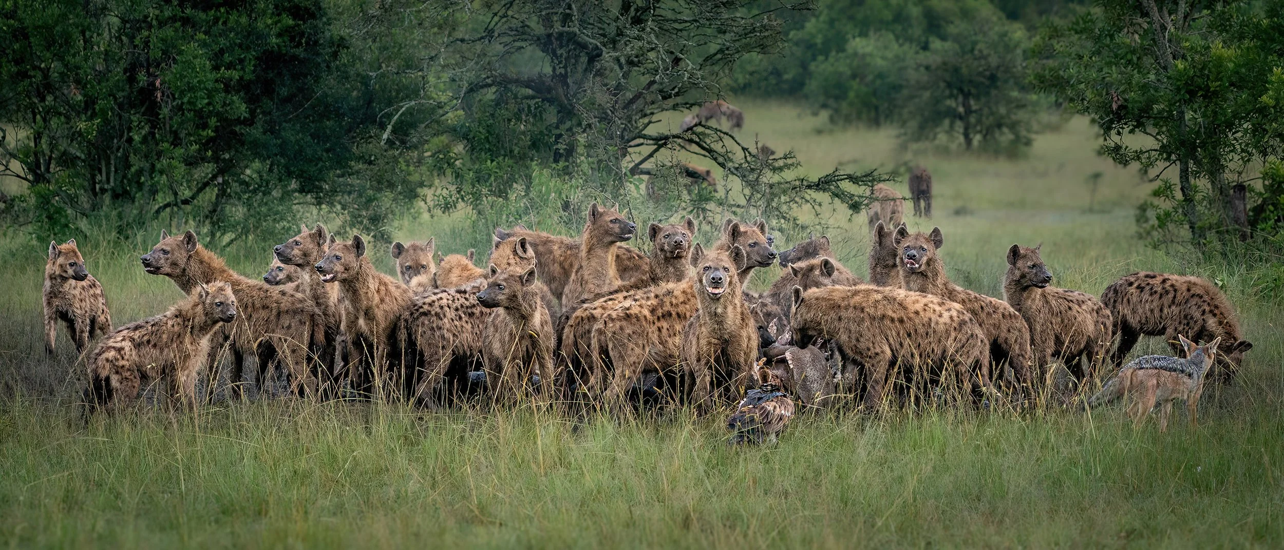  The Feast Masai Mara 2024