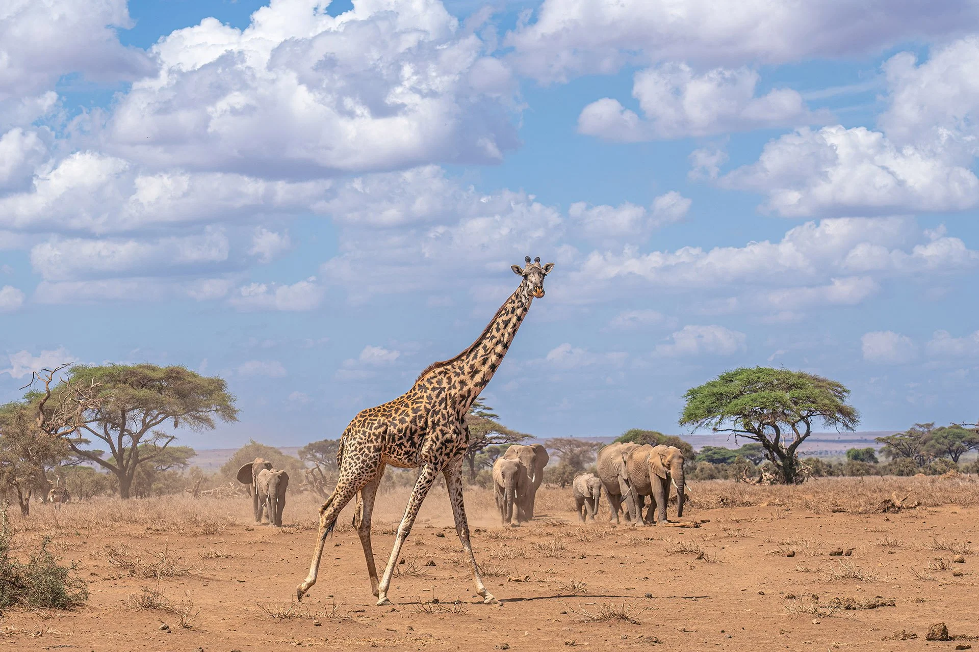  Under African Skies Amboseli National Park 2022