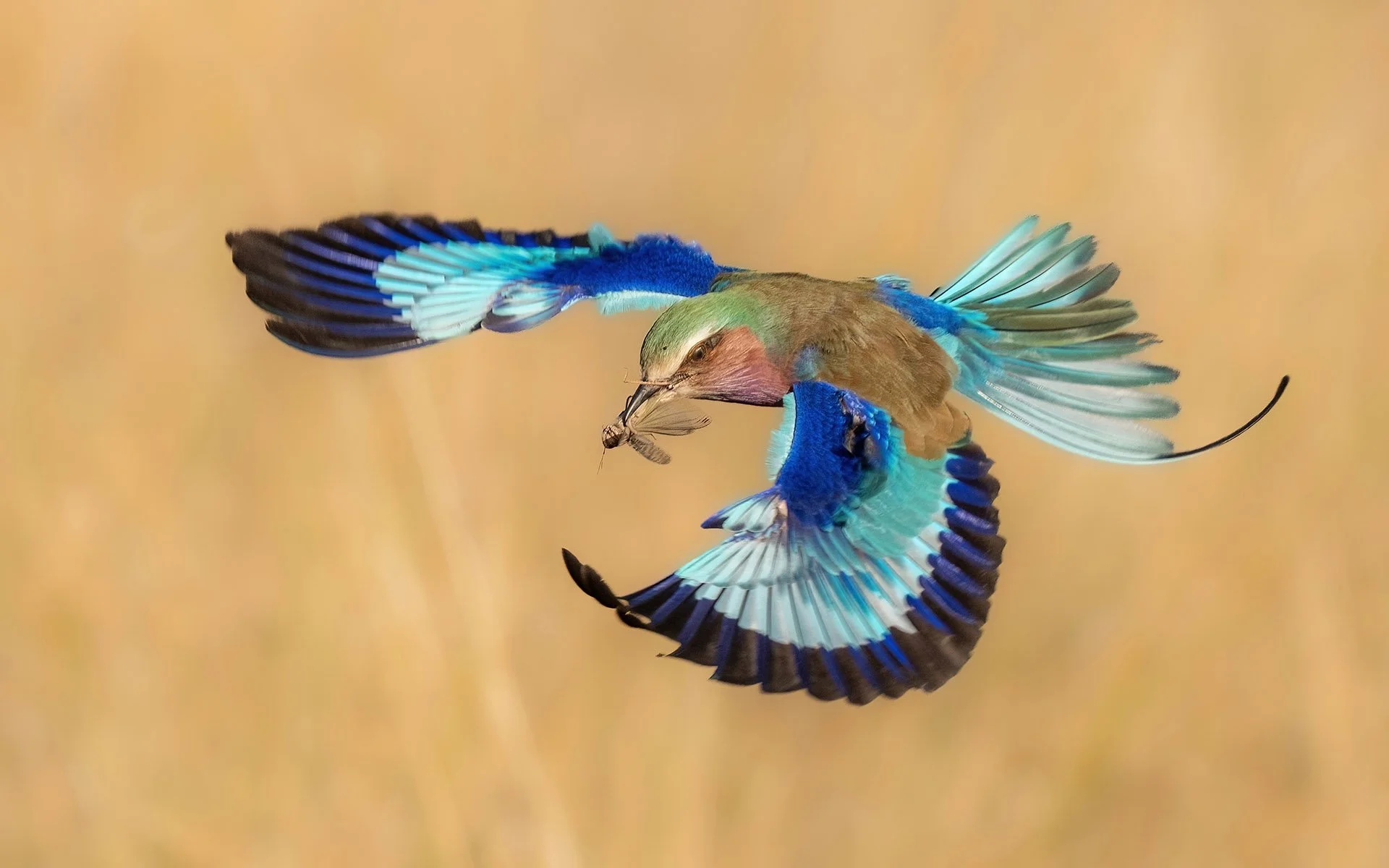  Lilac Breasted Roller 1  Savuti 2025