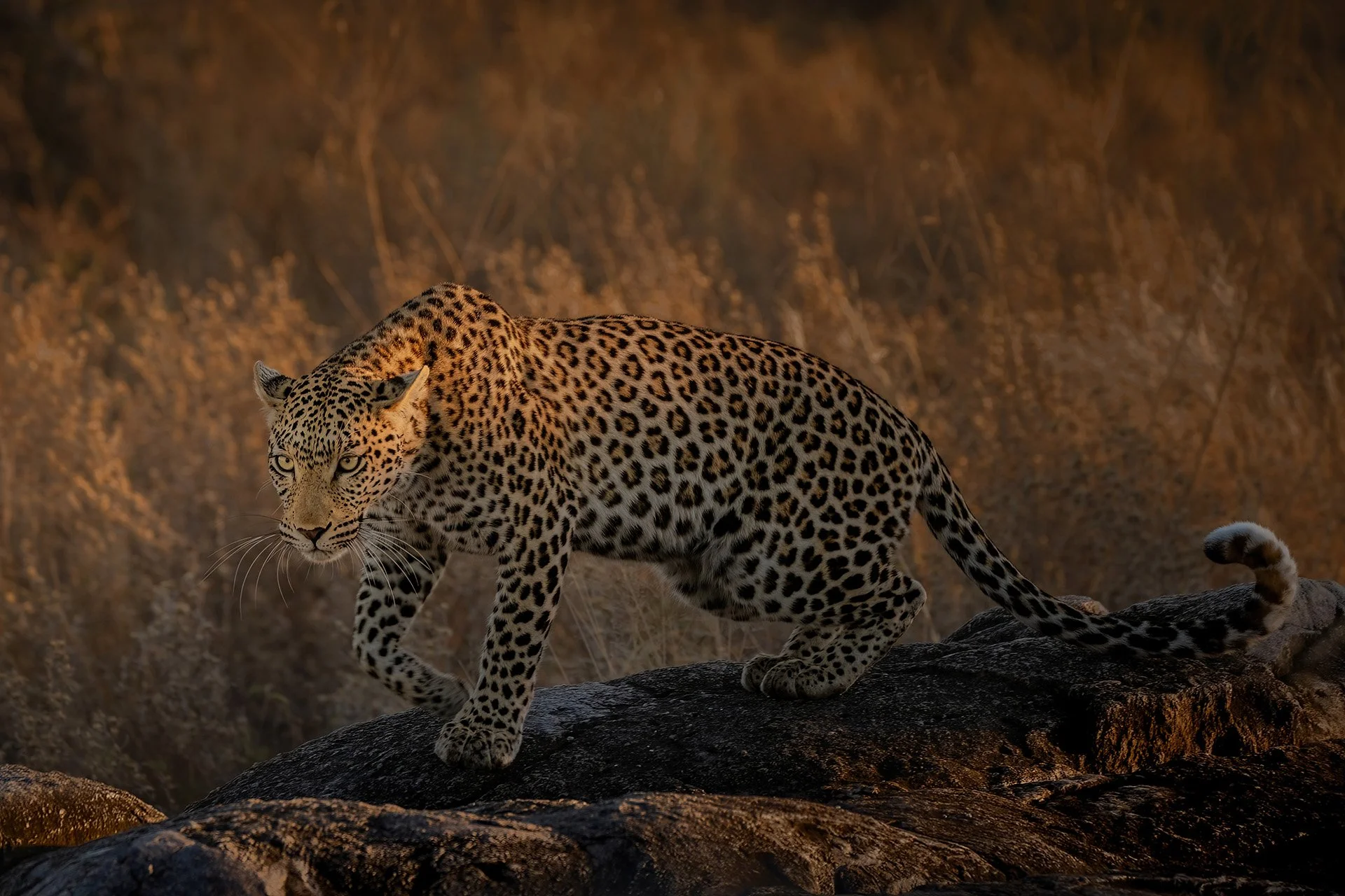  Hunting at Kudu Hill Savuti 2025