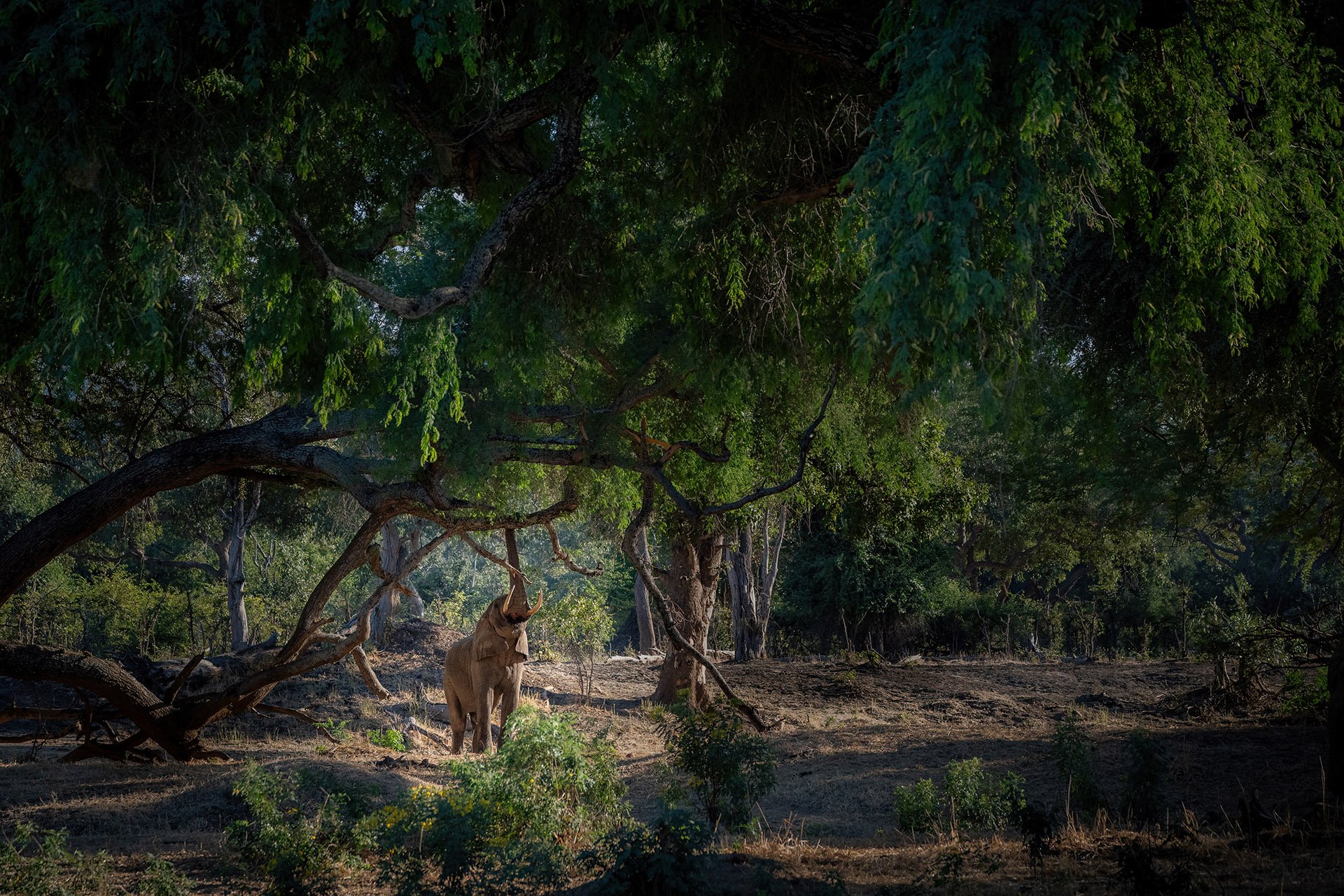  Winterthorn Forest Lower Zambezi 2024