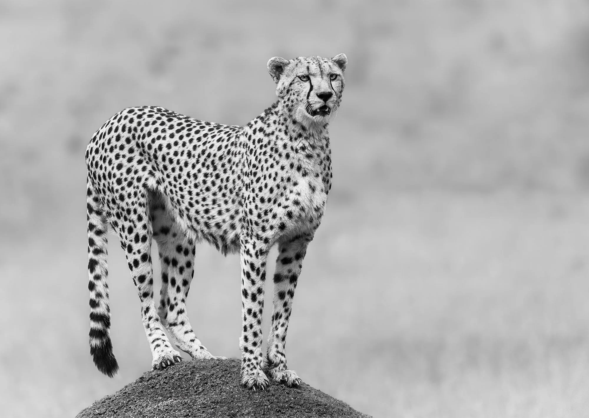  Nagol Masai Mara 2024