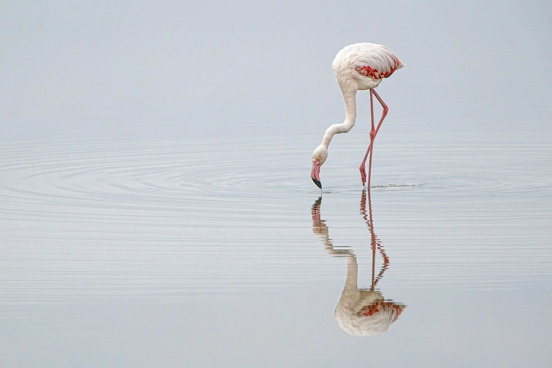 The Mirror Amboseli National Park 2022