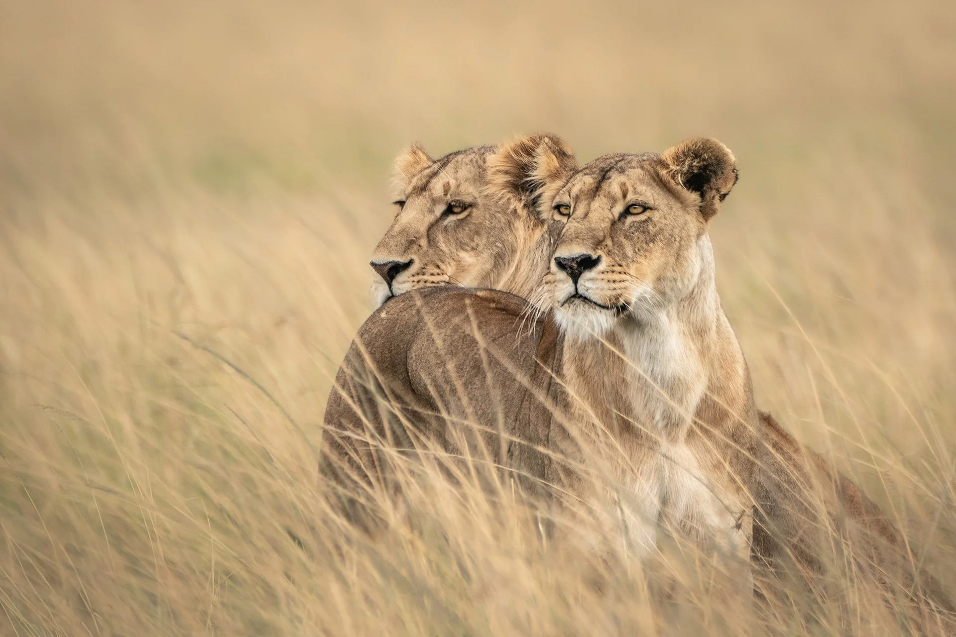  Distant Gaze Masai Mara 2022