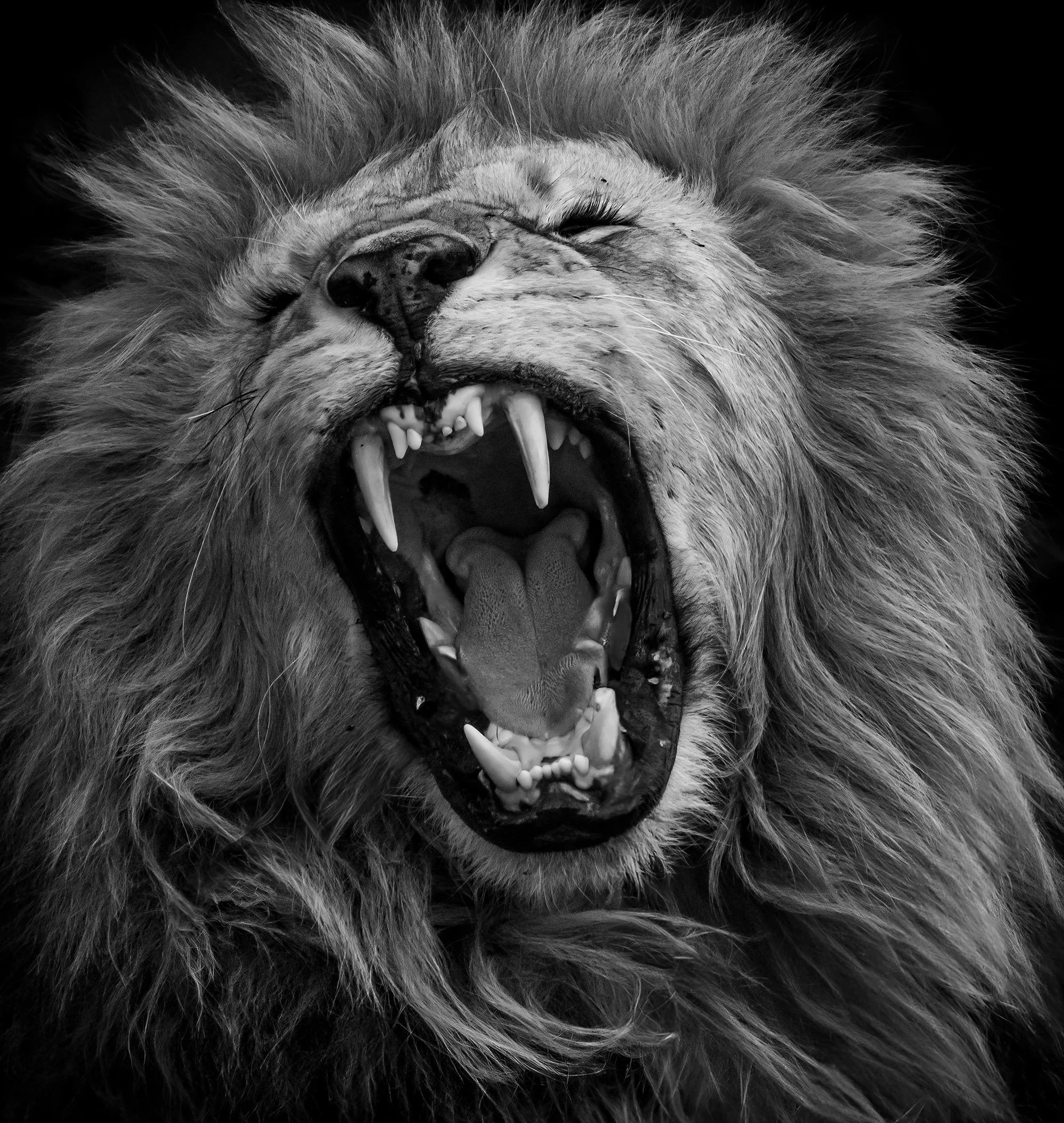  Enormous Yawn Masai Mara 2022