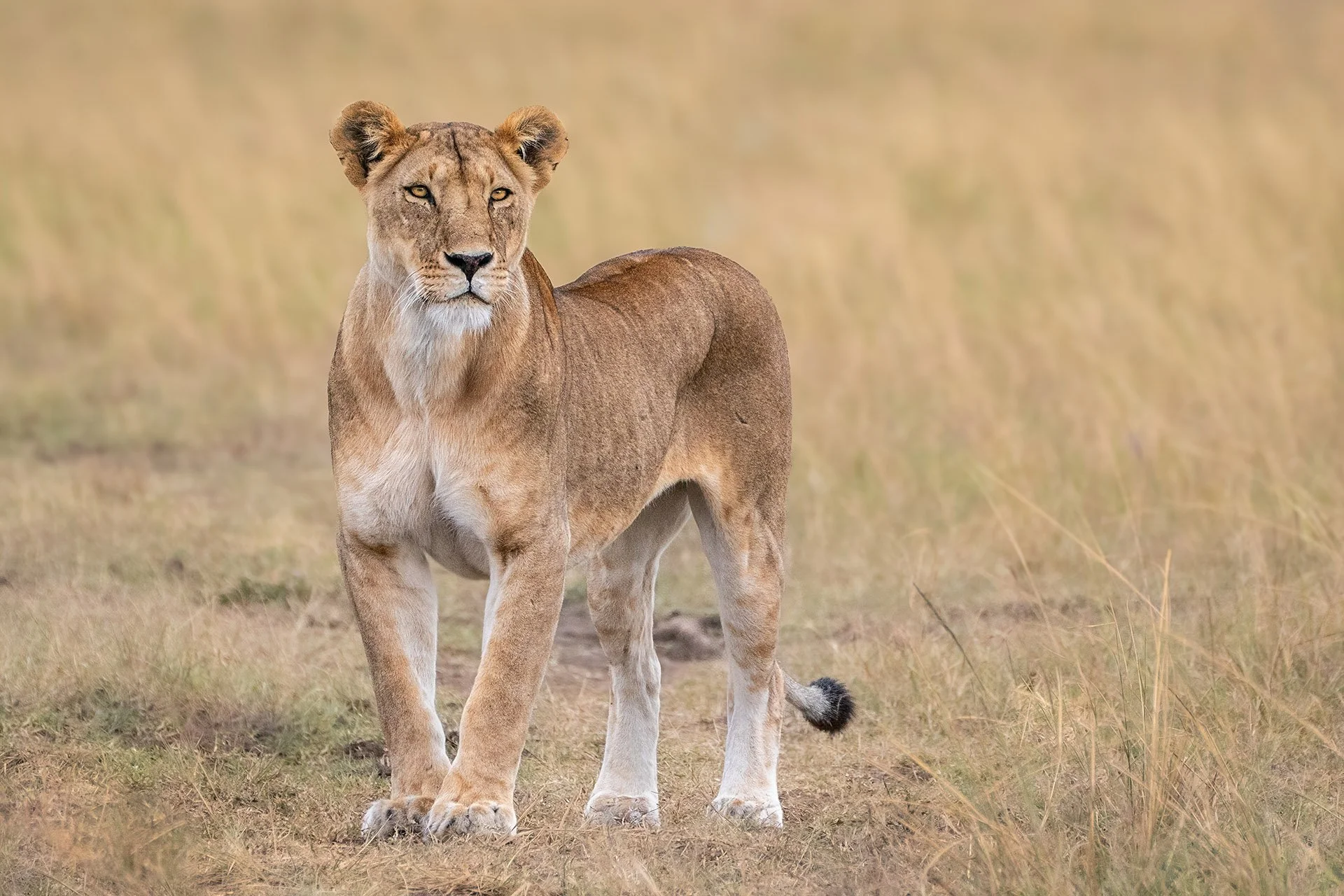  Queen of the North Masai Mara 2022