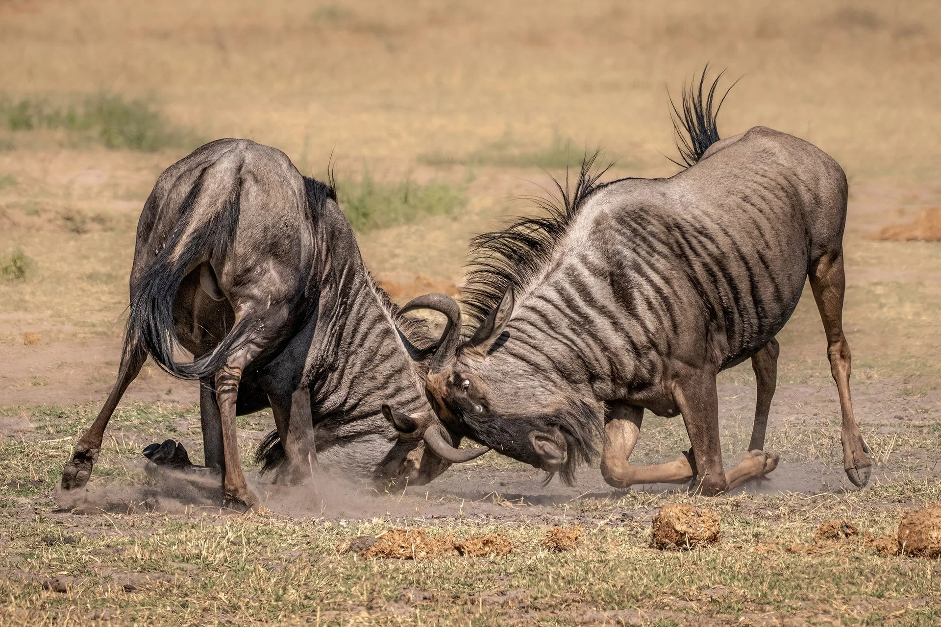  Battle of the Wildebeest Okavango Delta 2025