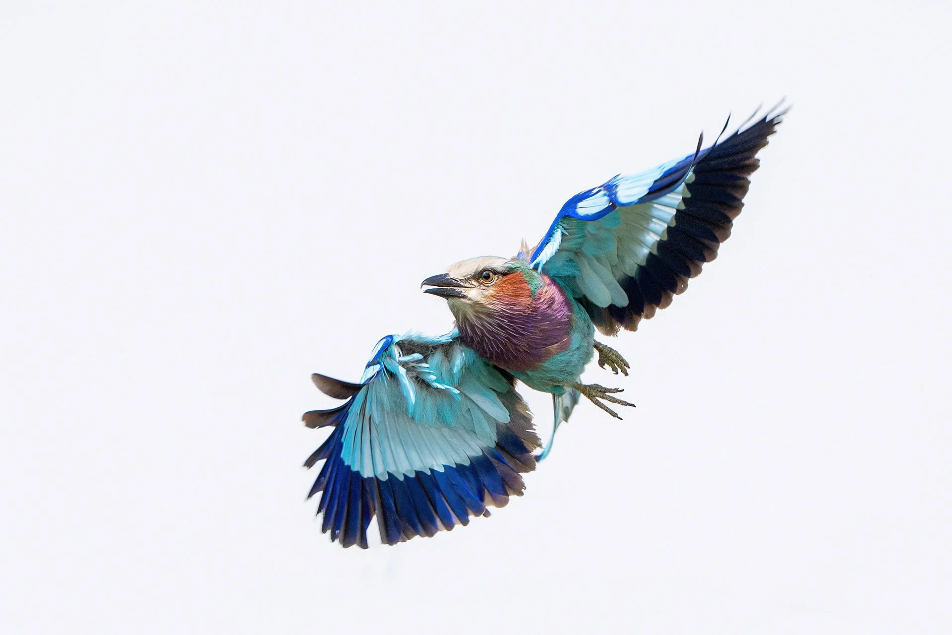  Roller on White Masai Mara 2024