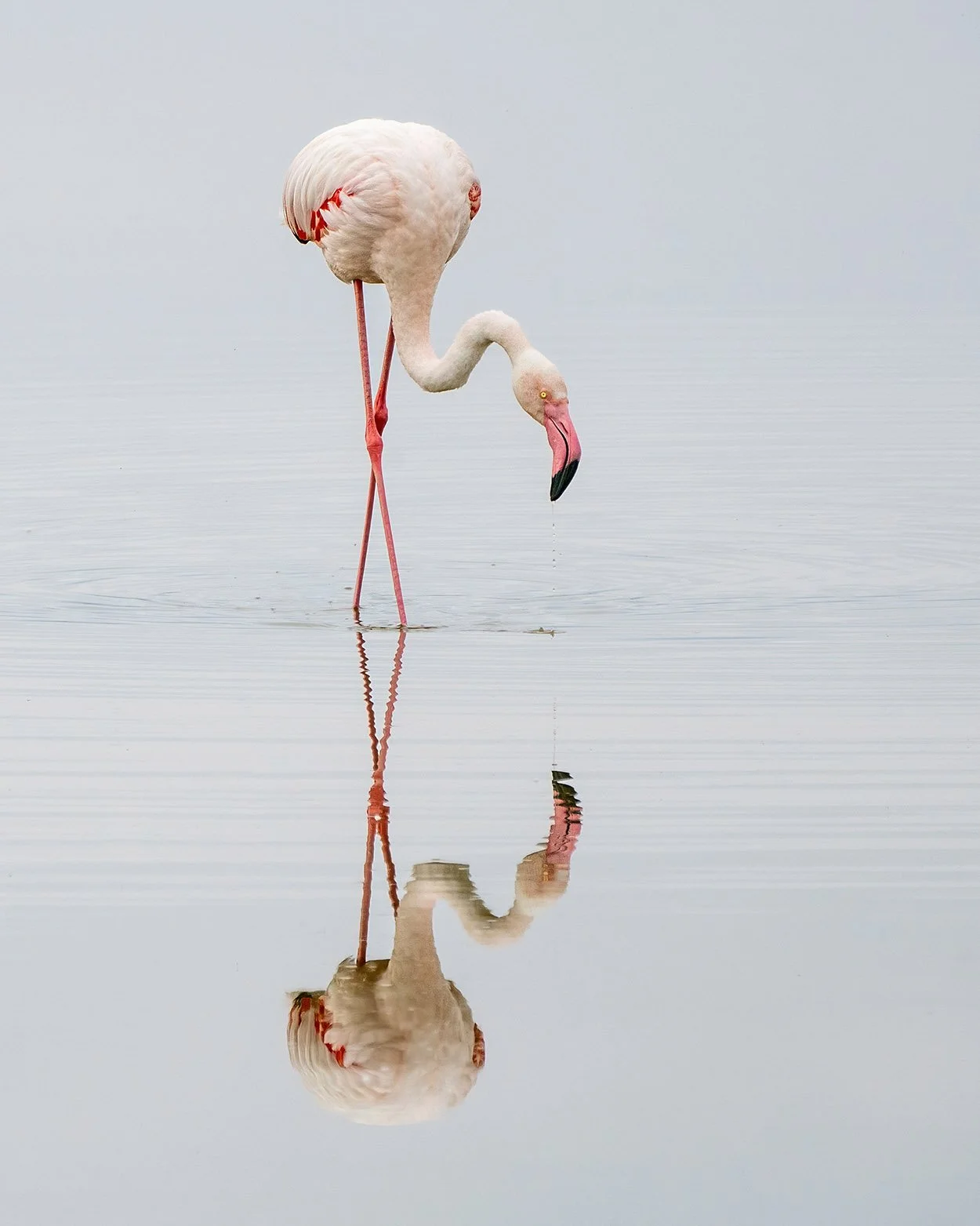  Amboseli Reflection Amboseli National Park 2022