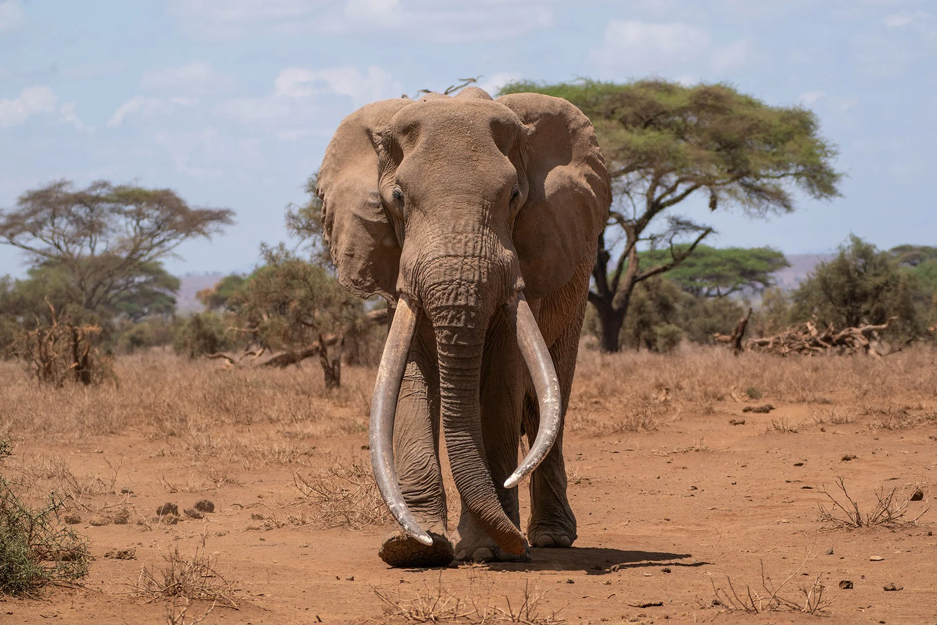  Craig Amboseli National Park 2022