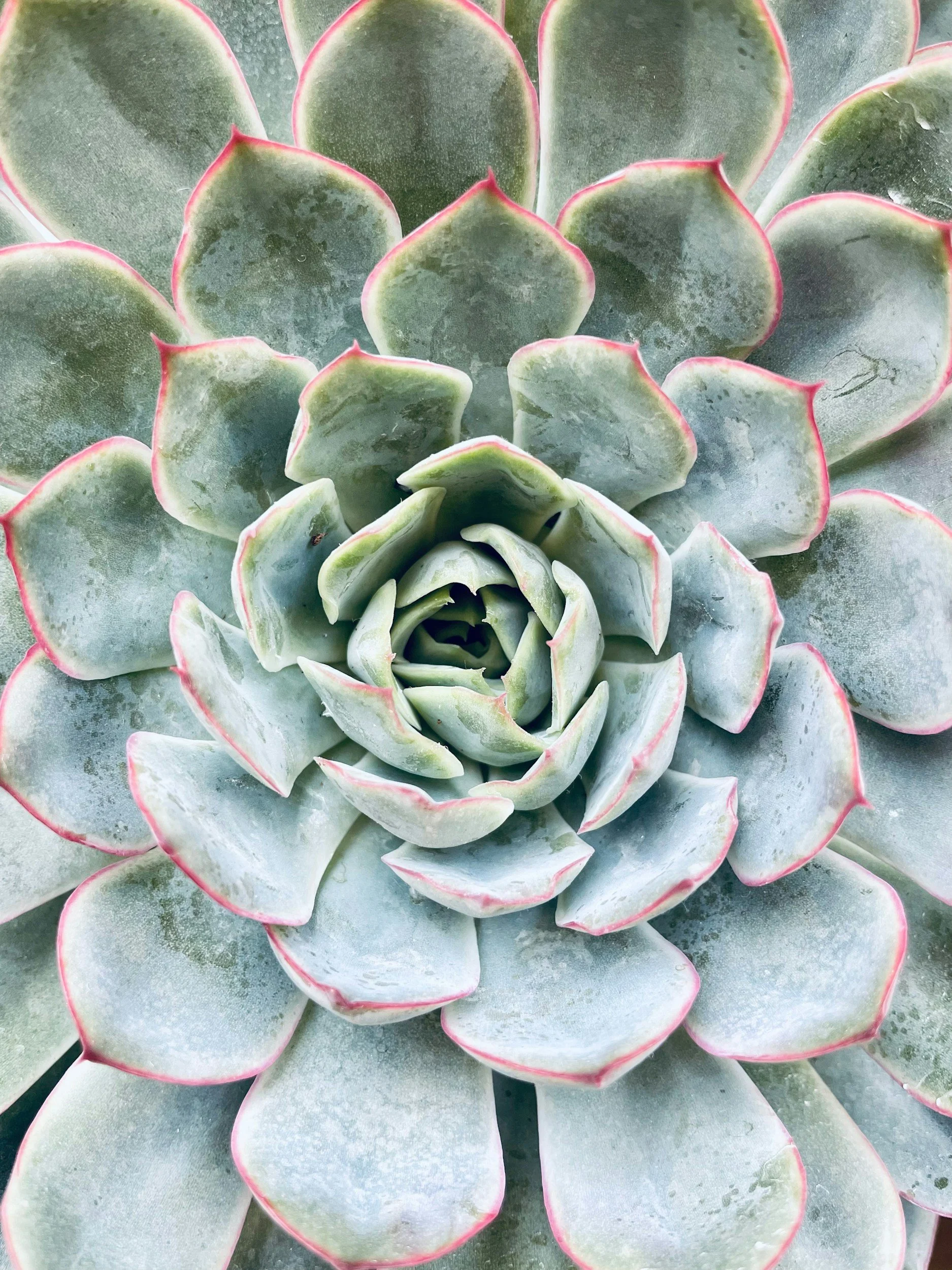 Close-up of a rosette-shaped succulent plant with green leaves and pink edges.