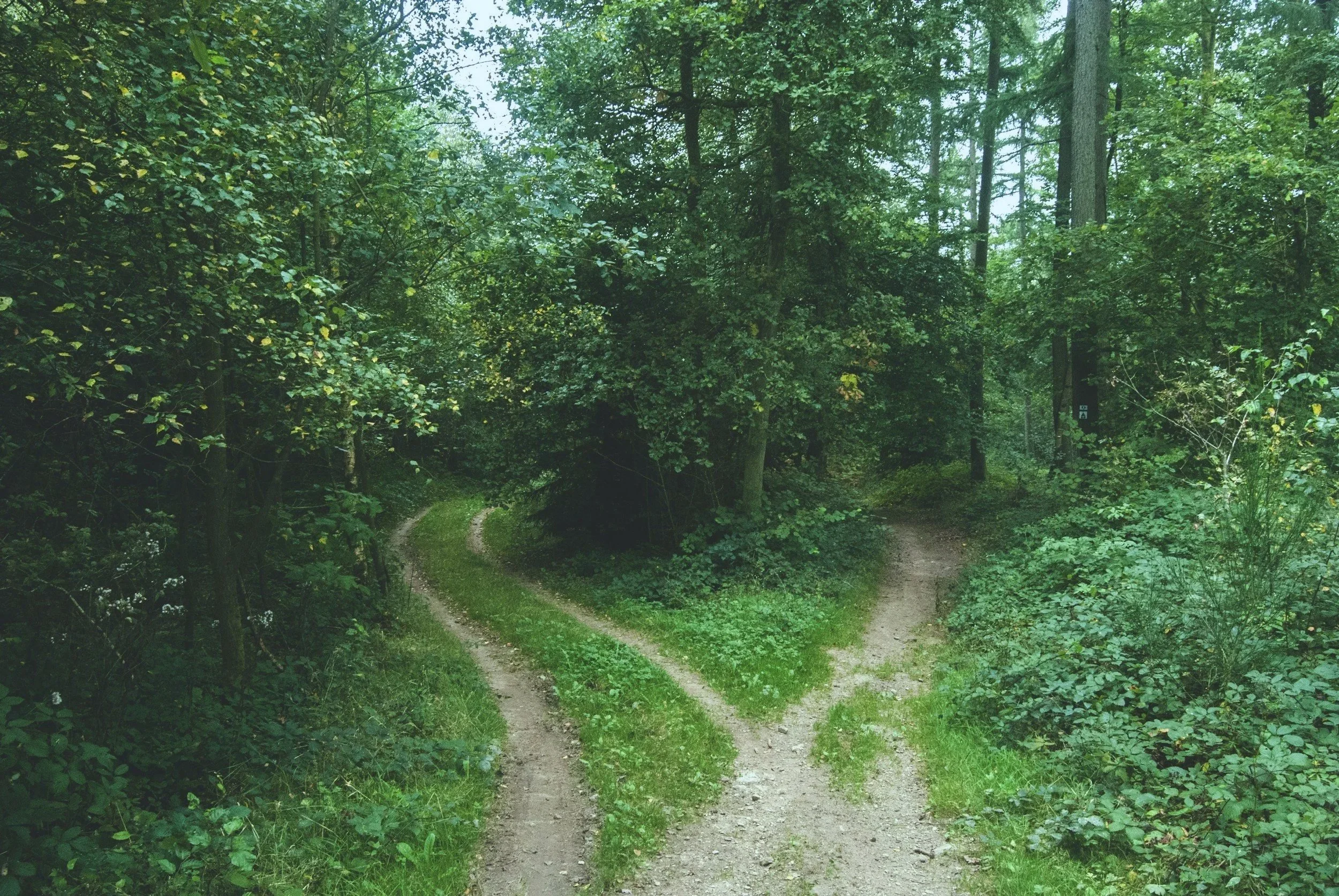 A dirt trail diverges into two paths through a lush, green forest with dense foliage and tall trees.