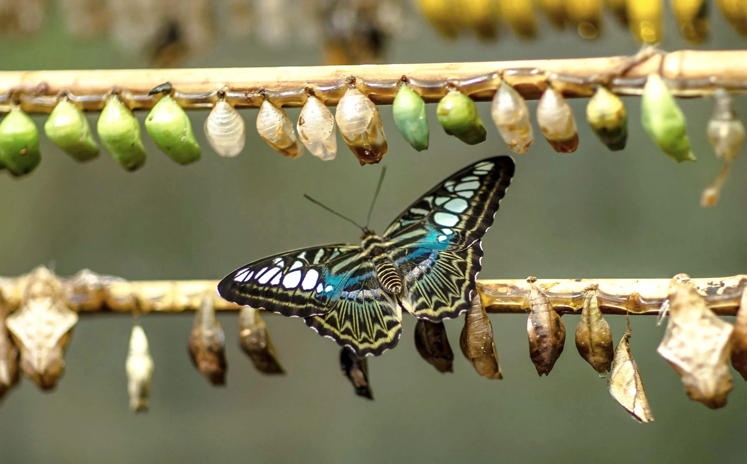 Close-up of butterflies emerging from chrysalises hanging on a twig, with one butterfly fully out and resting below the chrysalises.