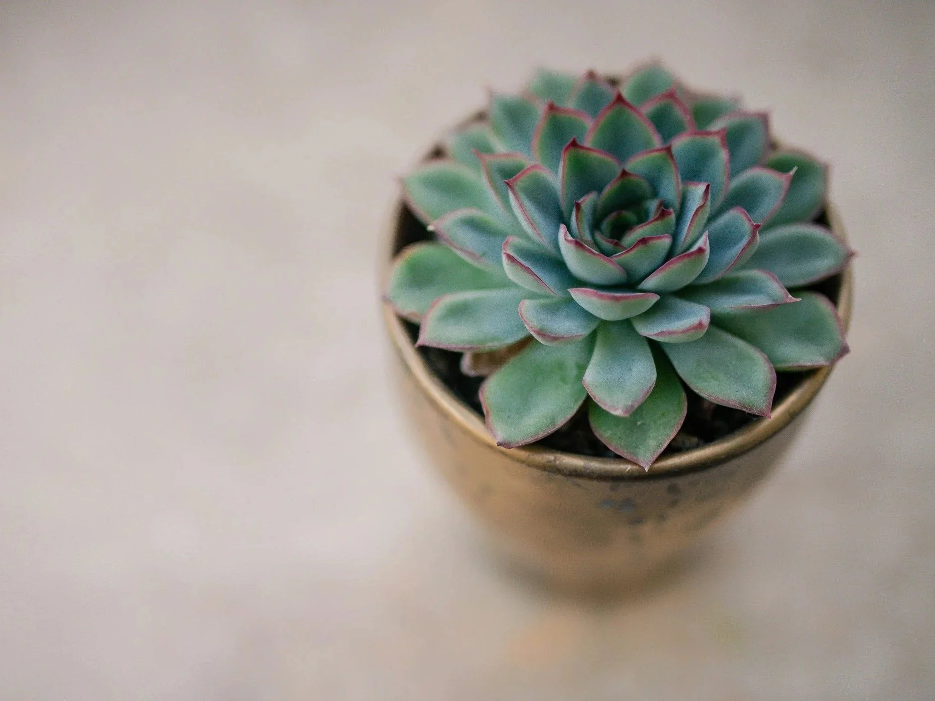 Top view of green and purple variegated succulent plant in a small round pot on a white surface